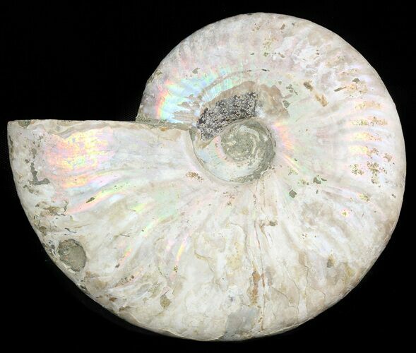 Silver Iridescent Ammonite - Madagascar #47490